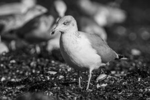 Uriel Lehmann Fotografie