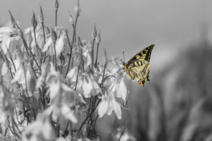 Uriel Lehmann Fotografie